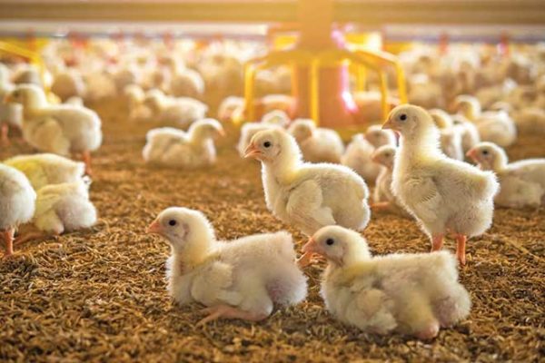 660px-1.-Screenshot-2025-05-20-at-12.46.38 pm project